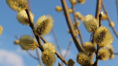 En gren med flera fluffiga små bollar. Bollarnna har gula små frön längst ut.
