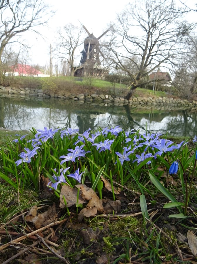 Blå blommor i en park och en mölla i bakgrunden