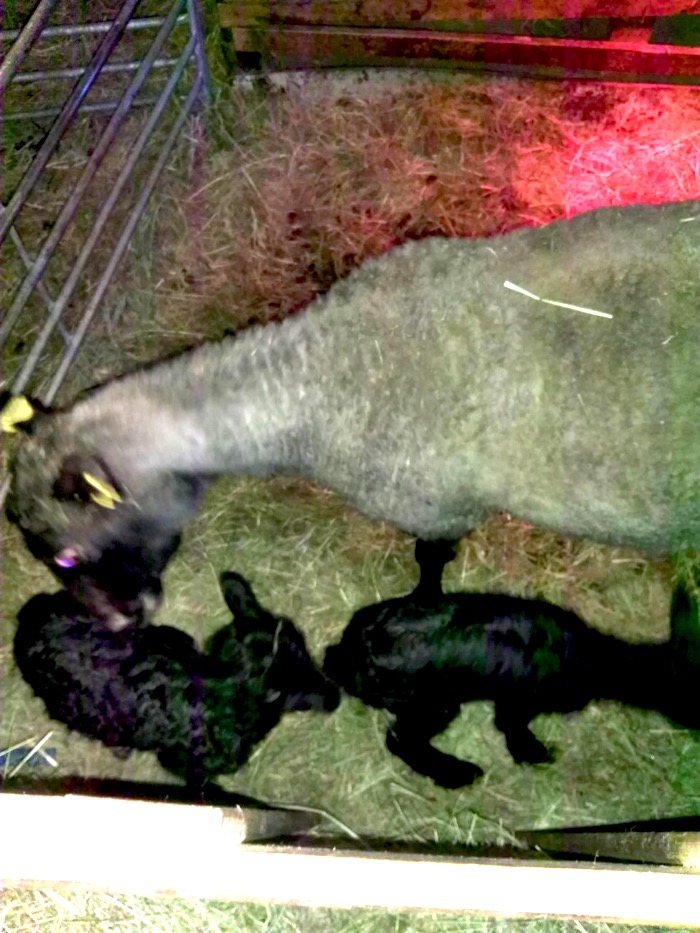 en vit tacka och tre nyfödda lamm