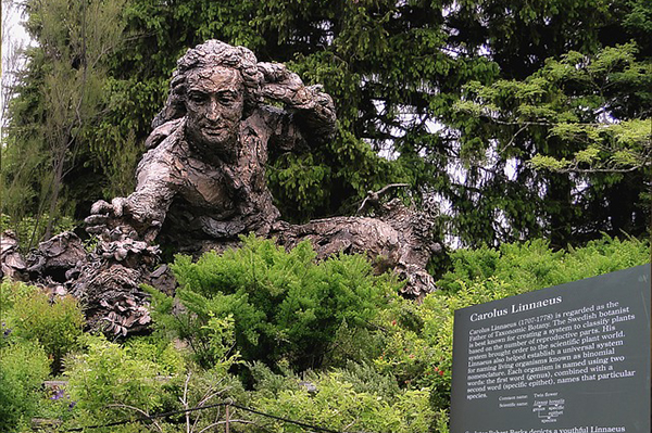 Foto på en skulptur av Carl von Linné