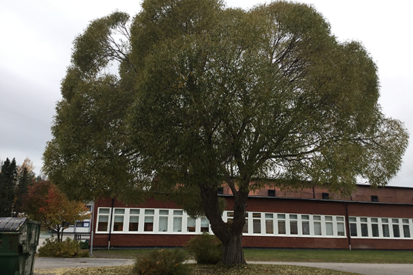 Foto på ett pilträd.