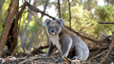 Foto på en kola som sitter på marken och tittar in i kameran.