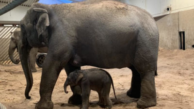 Kungens elefant har fått barn