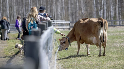 Foto på en tjej som sträcker ut handen mot en betande ko.