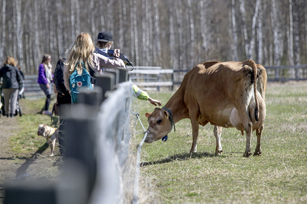 Foto på en tjej som sträcker ut handen mot en betande ko.