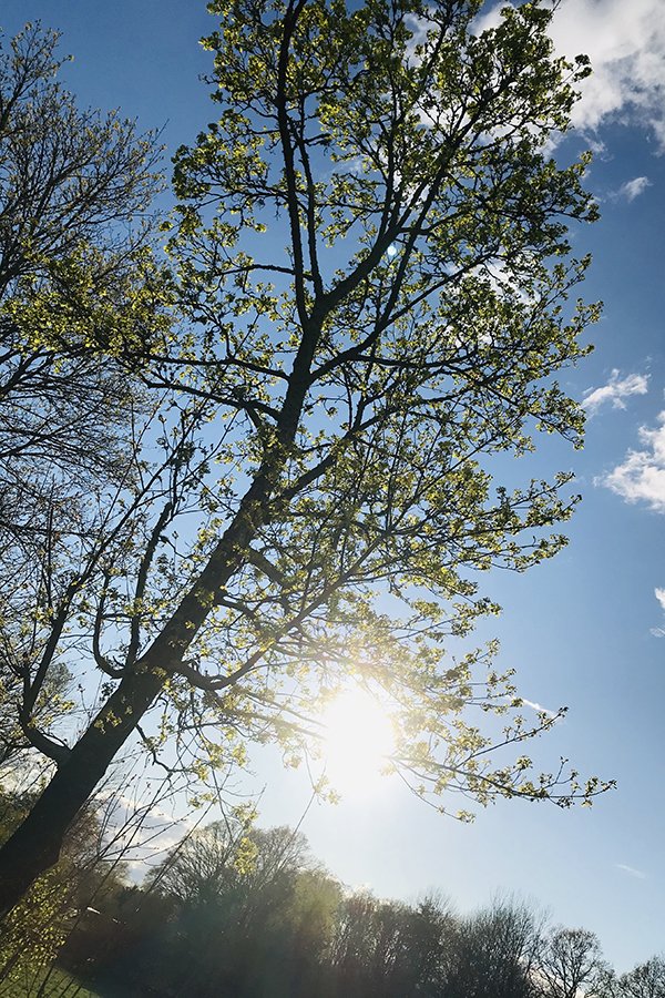Nyutslaget träd i motljus.