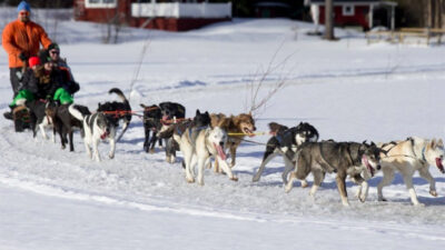 Ett foto på flera hundar som drar en släde. På släden sitter det människor.