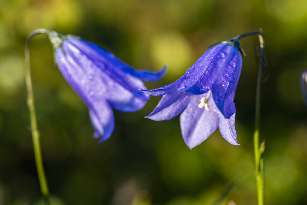 Liten blåklocka