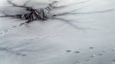 Binu Jakobsson har skrivit en novell