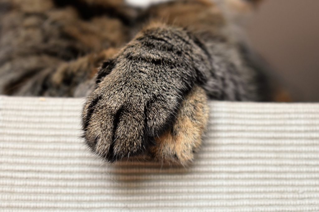 En katt lägger tassarna i kors.